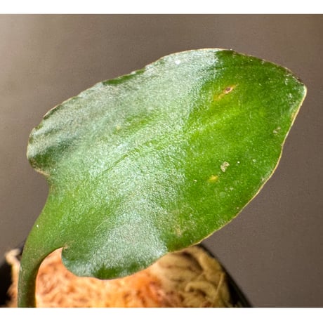 Cryptocoryne versteegii var. versteegii from Timika Papua Tengah