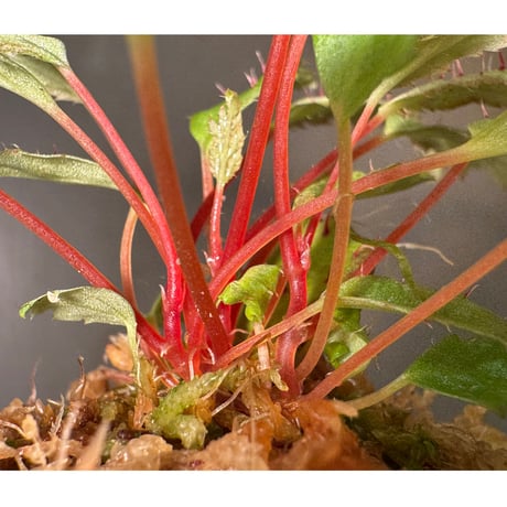 Begonia ambodiforahensis from Madagascar [LA0022-05z]