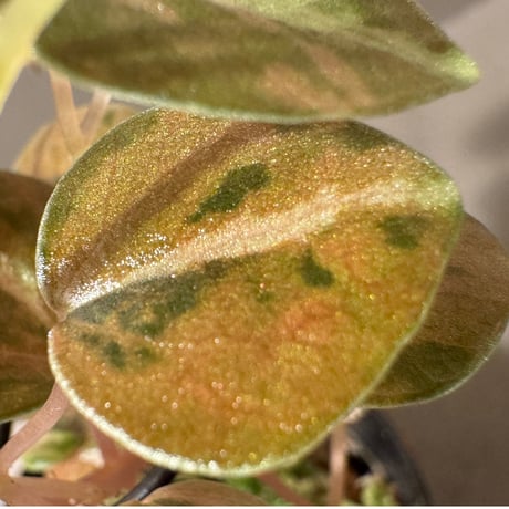 Peperomia columbiana 'Variegated'