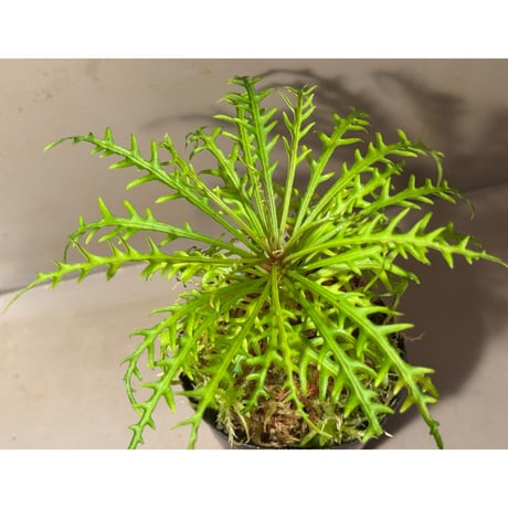 Labisia sp. from Jambi sumatera