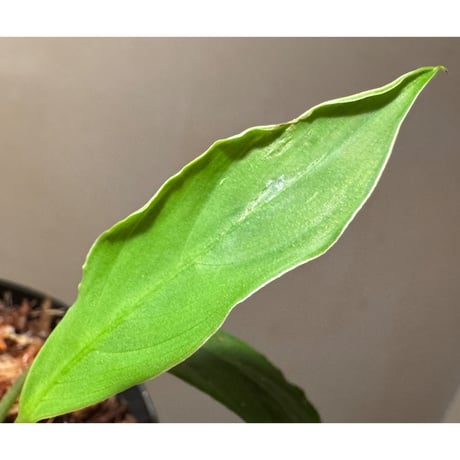 Kiewia perakensis from Pahang Malaysia [PB0426-1]