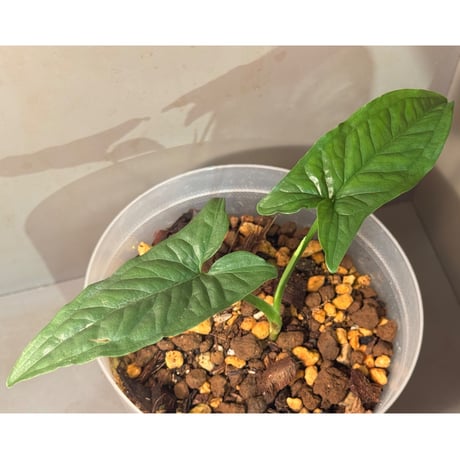 Syngonium sp. from Iquitos Peru [tanakay]