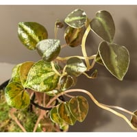 Peperomia columbiana 'Variegated'