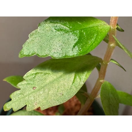 Pilea sp. from Choco Colombia [tanakay]