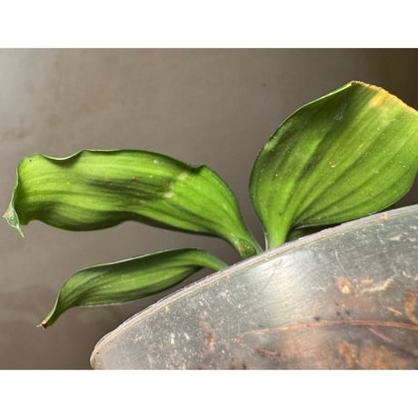 Dracaena cantleyi "Serimbu" Landak Kalimantan barat [TB]