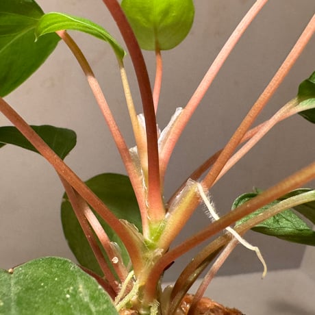 Homalomena sp. from Sabah