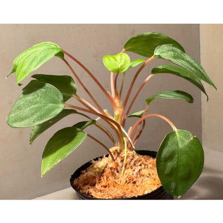 Homalomena sp. from Sabah