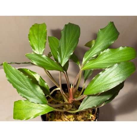 Homalomena sp. from Banten