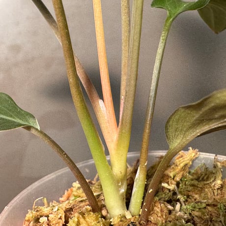 Homalomena sp. "Black" Jawa