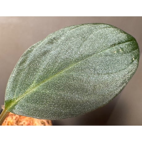 Homalomena sp. from Riau Sumatera