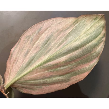 Kaempferia pulchra 'Variegata'