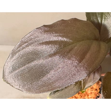 Homalomena sp. "Black Sapphire" from Kepulauan riau