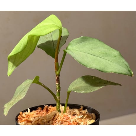 Aglaonema nebulosum from Hulu Langat Malaysia [PB0226-1]