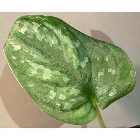 Scindapsus pictus "Nanga pinoh" Melawi Kalimantan barat [TB1606]