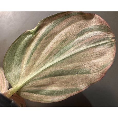 Kaempferia pulchra 'Variegata'