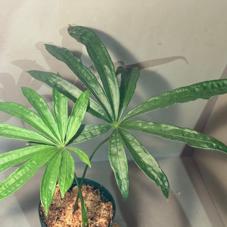 Anthurium polyschistum from Napo Ecuador [tanakay]
