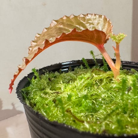 Begonia sp. from North Sumatera