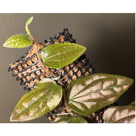 Piper sp. Miao "Arunachal Pradesh" INDIA [ID]