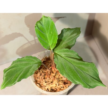 Homalomena sp. from Mt. Besar [LA0219-02]