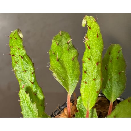 Begonia ambodiforahensis from Madagascar [LA0022-05z]