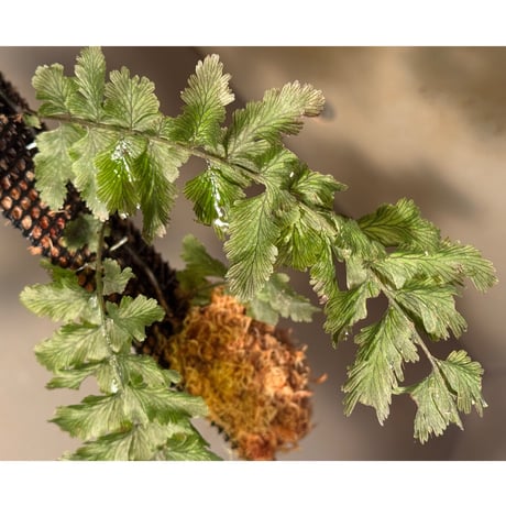 Crepidomanes sp. (auriculatum?) from Fansipan, Lao Cai Vietnam