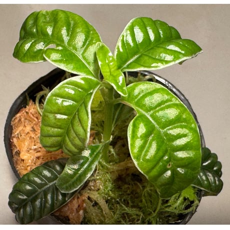 Acranthera sp. from Boyan West Kalimantan
