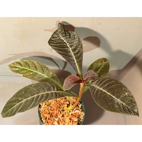 Hoffmannia ghiesbreghtii
