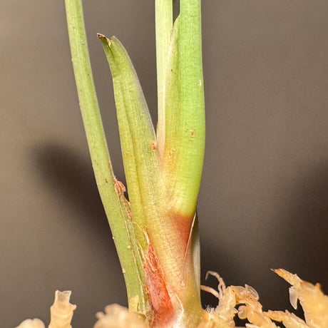 Homalomena sp. from Jambi Sumatera