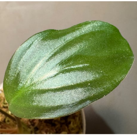 Homalomena sp. "Black" Jawa