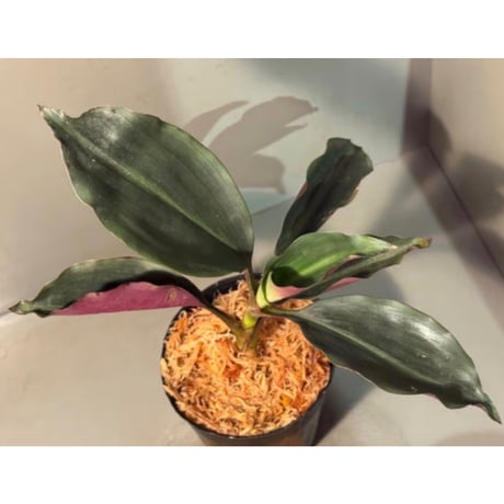 Dracaena sp. from Landak West Kalimantan