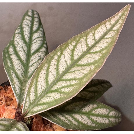 Ardisia sp. from Bukittinggi