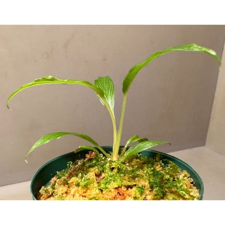 Homalomena sp. from West Papua