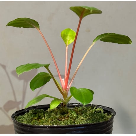 Homalomena sp. from Tambunan [TK200217]