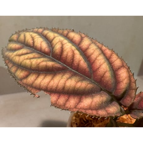 Ardisia sp. from Vietnam