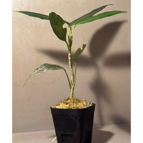 Aglaonema simplex from Kubu Kalimantan Barat [PB0925-1]