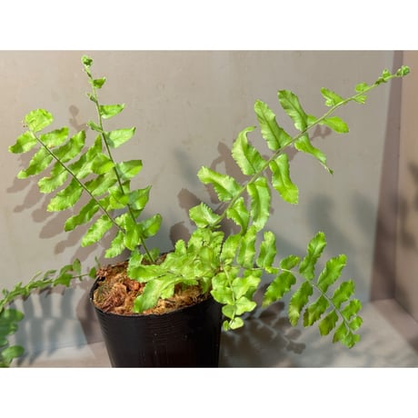 Nephrolepis sp. from Iquitos Peru [tanakay]