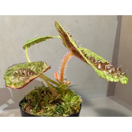 Begonia susaniae