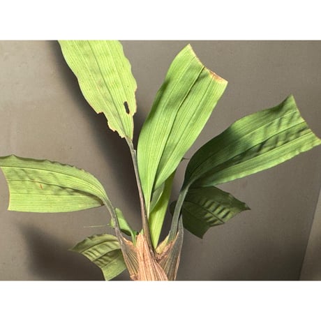 Mapania cuspidata from Bengkayang West Kalimantan