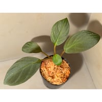Homalomena sp. from Riau Sumatera
