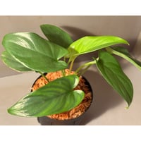 Homalomena sp. from Timika Papua Tengah