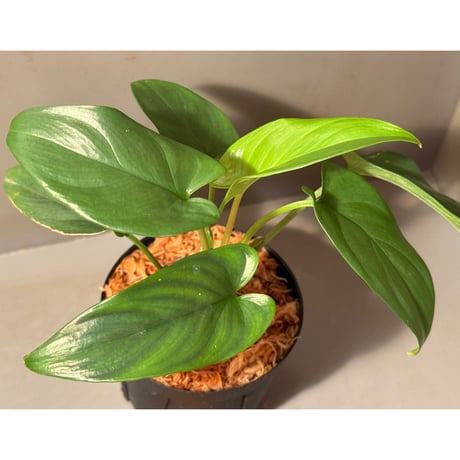 Homalomena sp. from Timika Papua Tengah