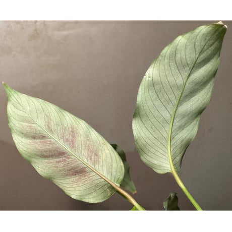 Calathea warscewiczii [Mundiflora]