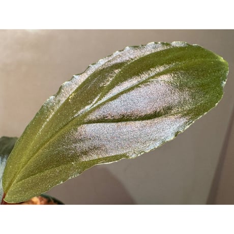 Homalomena "Euc×PN" [LA-hyb.23-39]
