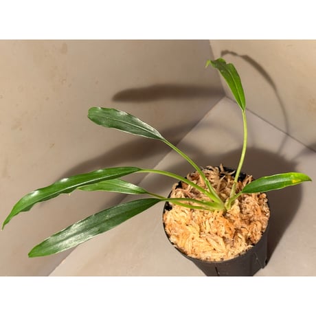 Homalomena sp. from Timika Papua Tengah
