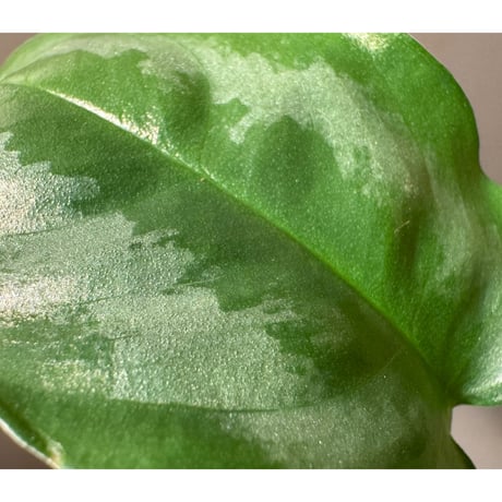 Schismatoglottis sp. from Hulu Langat Malaysia [PB0226-2]