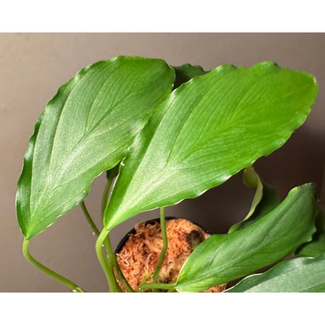 Furtadoa sp. from Pagar Alam