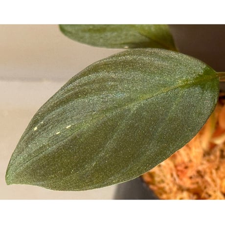Homalomena sp. from Riau Sumatera