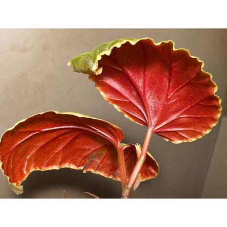 Begonia darthvaderiana