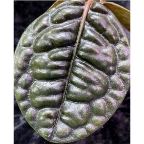 Ardisia sp. from Kayulapis [TB]