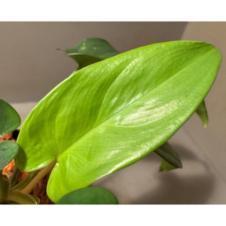 Homalomena sp. from Timika Papua Tengah